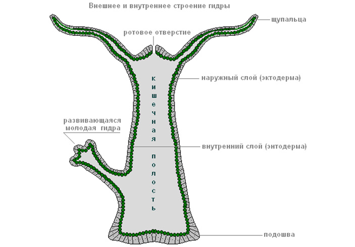 Где найти ссылку на кракен