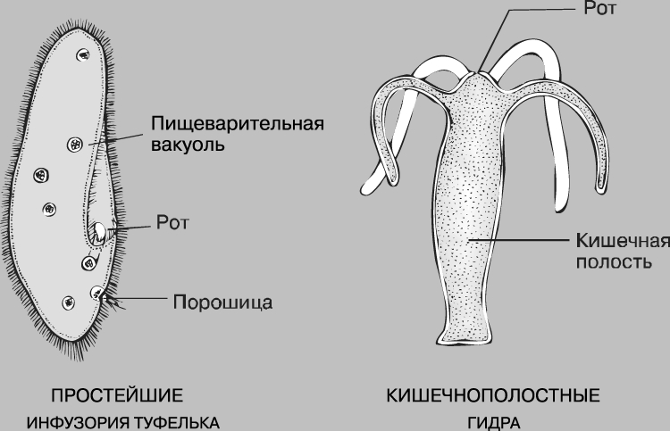 Магазин kraken даркнет